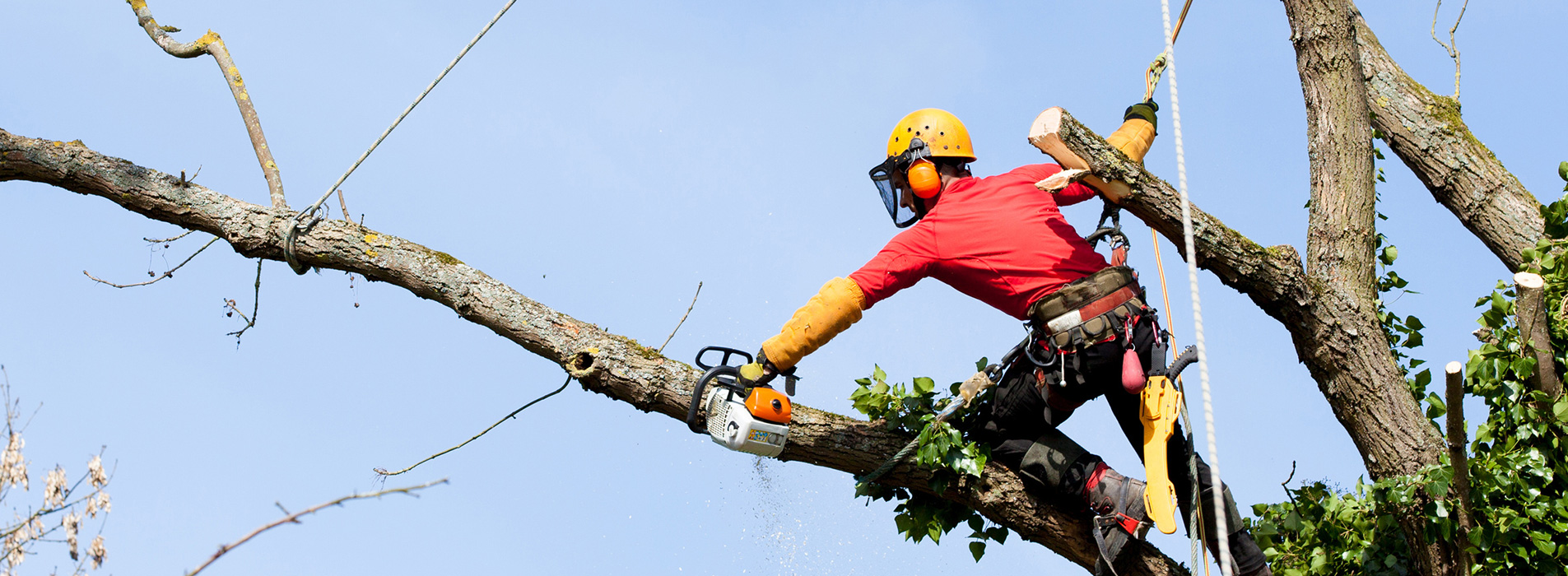Get The Right Tree Surgeon